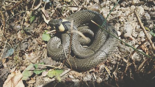 High angle view of snake on field