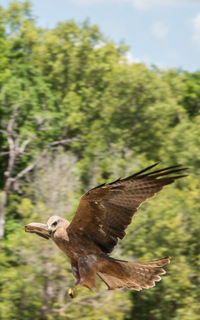 Close-up of a bird flying