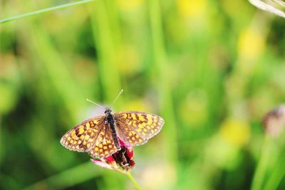 Butterfly pollinating flower