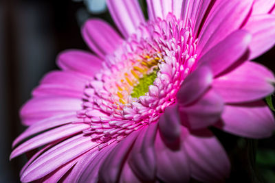 Close-up of pink flower