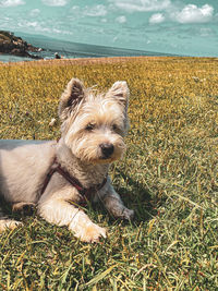 Portrait of dog on field