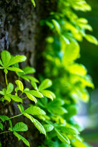 Close-up of green leaves