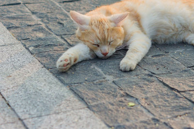 Cat sleeping on street