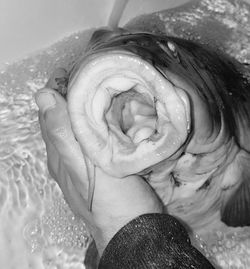 Cropped hand touching fish in bathtub