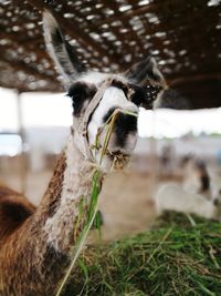 Close-up of llama on grass