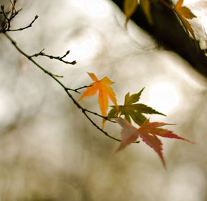 Close-up of maple leaves against sky