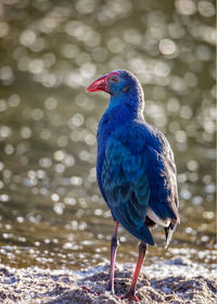 Close-up of a bird