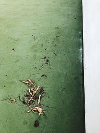 High angle view of insect on plant in lake