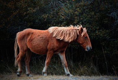 Horse standing on field