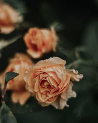 Close-up of pink rose