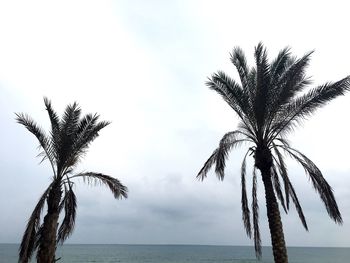 Palm tree by sea against sky