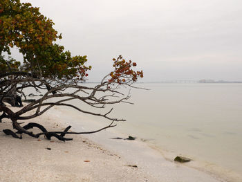 Covercast day on island beach with tree, the ocean, and a bridge 