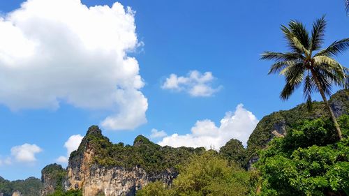 Low angle view of palm trees against sky