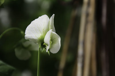 Close-up of white flowering plant