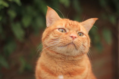 Close-up portrait of a cat