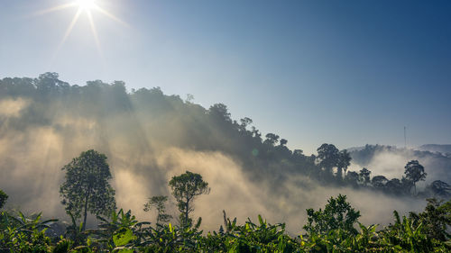 Sunlight streaming through trees against sky