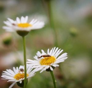 Close-up of white flowers blooming outdoors