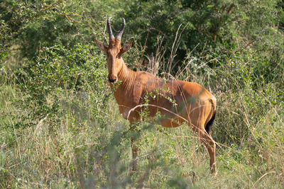 Hartebeest