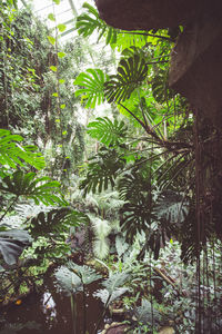 Trees growing in forest