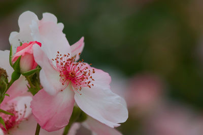 Close-up of pink cherry blossom