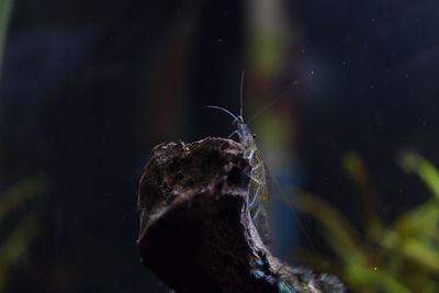 Close-up of insect on sea