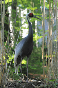 Bird perching on a field