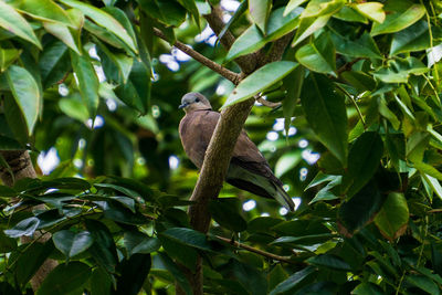 Low angle view of bird perching on tree