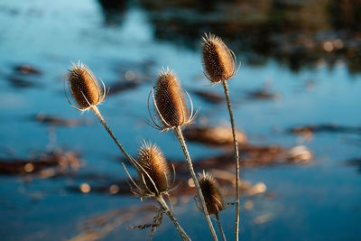 Close-up of wilted plant in lake