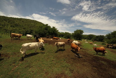 Cows grazing in a field