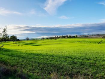 Scenic view of agricultural field against sky