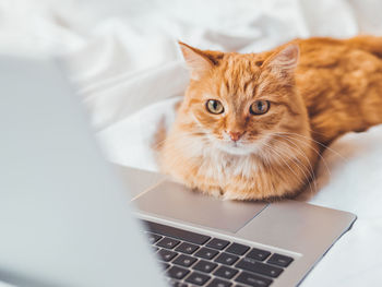 Cute ginger cat lying in bed with laptop. fluffy pet with computer. domestic animal works remotely.