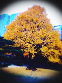 Yellow flowers growing on tree