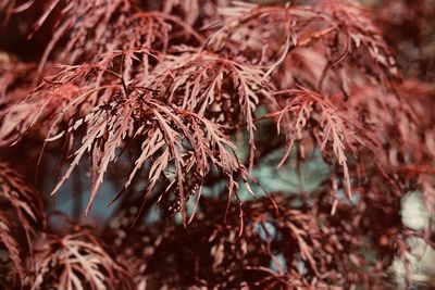 Close-up of dried plant