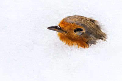 Close-up of a bird on snow