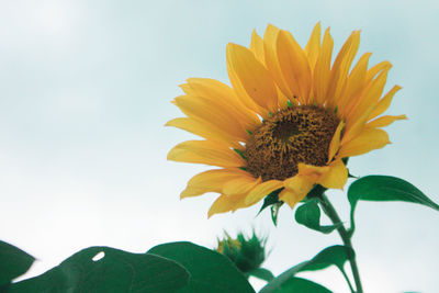 Close-up of sunflower against clear sky