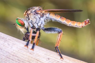 Close-up of dragonfly flying