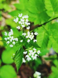 Close-up of white flowers