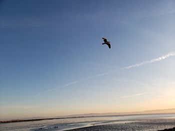 Bird flying over the sea