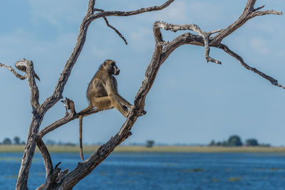 Low angle view of chacma baboon on tree