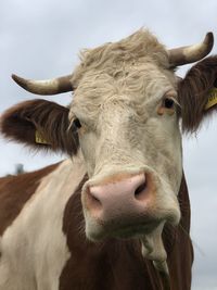 Close-up portrait of a cow