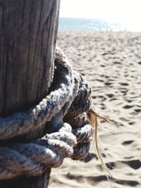 Close-up of driftwood on wooden post at beach