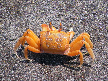 Close-up of orange crab on sand during sunny day