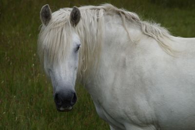 Caring white horse