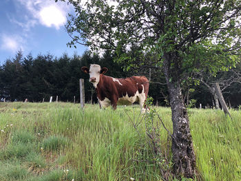 Cow standing in a field