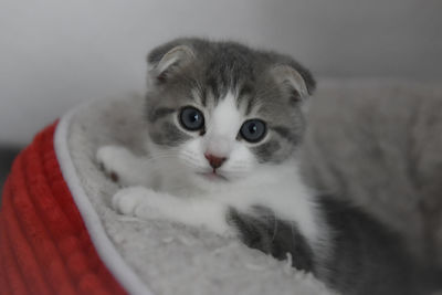 Close-up portrait of kitten