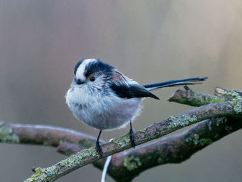 Close-up of bird perching on branch