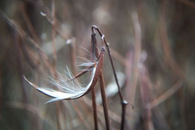 Close-up of feather on dry plant