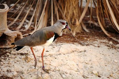 Side view of a bird on field