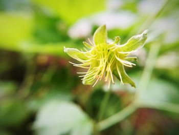 Close-up of flower
