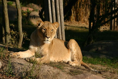 Cat lying in a zoo